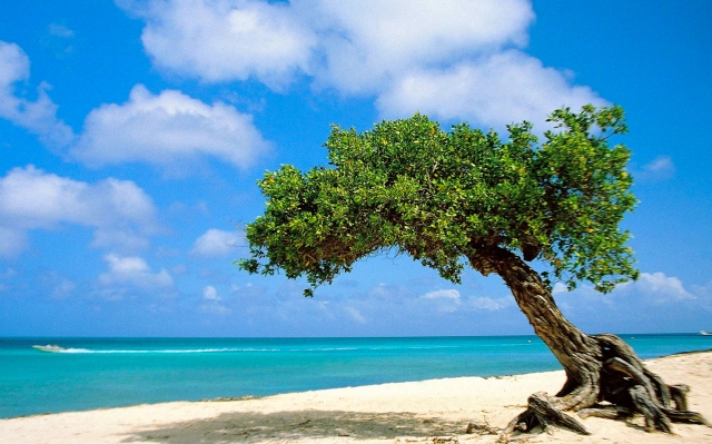 Divi-divi-Tree-Aruba-pictures